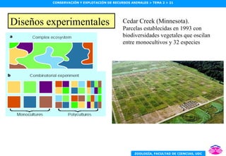 Diseños experimentales Cedar Creek (Minnesota). Parcelas establecidas en 1993 con biodiversidades vegetales que oscilan entre monocultivos y 32 especies 