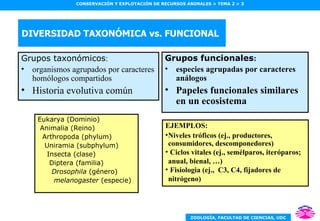 DIVERSIDAD TAXONÓMICA vs. FUNCIONAL Grupos funcionales : especies agrupadas por caracteres análogos Papeles funcionales similares en un ecosistema Grupos taxonómicos : organismos agrupados por caracteres homólogos compartidos Historia evolutiva común Eukarya (Dominio) Animalia (Reino) Arthropoda (phylum) Uniramia (subphylum) Insecta (clase) Diptera (familia) Drosophila  (género) melanogaster  (especie) EJEMPLOS:  Niveles tróficos (ej., productores, consumidores, descomponedores) Ciclos vitales (ej., semélparos, iteróparos; anual, bienal, …) Fisiologia (ej.,  C3, C4, fijadores de nitrógeno) 