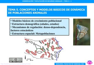 TEMA 5. CONCEPTOS Y MODELOS BÁSICOS DE DINÁMICA DE POBLACIONES ANIMALES <ul><li>Modelos básicos de crecimiento poblacional...