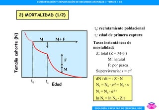 2) MORTALIDAD (1/2) dN / dt = - Z · N N 1  = N 0  · e -Z  = N 0  · s N t  = N 0  · e -Z·t ln N t  = ln N 0  - Z·t Tasas instantáneas de mortalidad: Z: total (Z = M+F) M: natural F: por pesca Supervivencia: s = e -Z t 0 :  reclutamiento poblacional t c :  edad de primera captura Edad Tamaño cohorte (N) t 0 t c M F M M+ F 
