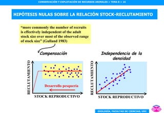 HIPÓTESIS NULAS SOBRE LA RELACIÓN STOCK-RECLUTAMIENTO “ more commonly the number of recruits is effectively independent of the adult stock size over most of the observed range of stock size” (Gulland 1983) Compensación Independencia de la densidad STOCK REPRODUCTIVO RECLUTAMIENTO STOCK REPRODUCTIVO RECLUTAMIENTO Desarrollo pesquería 
