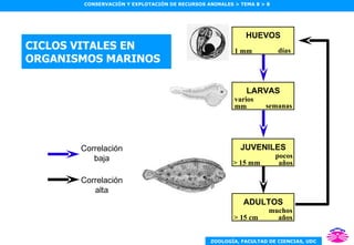 CICLOS VITALES EN ORGANISMOS MARINOS JUVENILES > 15 mm pocos años ADULTOS > 15 cm muchos años LARVAS varios mm semanas HUEVOS 1 mm días Correlación alta Correlación baja 