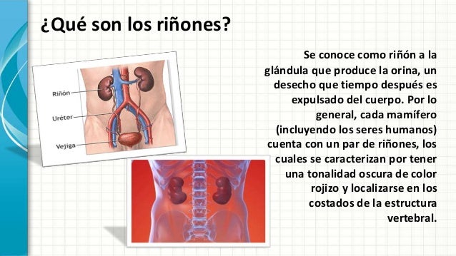 la importancia de los riñones