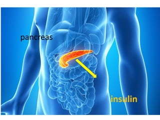pancreas
insulin
 