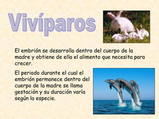 El embrión se desarrolla dentro del cuerpo de la
madre y obtiene de ella el alimento que necesita para
crecer.
El periodo durante el cual el
embrión permanece dentro del
cuerpo de la madre se llama
gestación y su duración varía
según la especie.
 