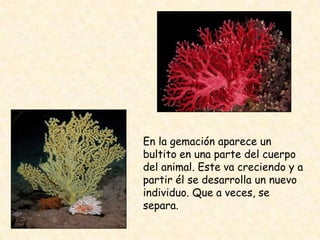 En la gemación aparece un
bultito en una parte del cuerpo
del animal. Este va creciendo y a
partir él se desarrolla un nuevo
individuo. Que a veces, se
separa.
 