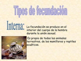 La fecundación se produce en el
interior del cuerpo de la hembra
durante la unión sexual.
 Es propio de todos los animales
terrestres, de los mamíferos y reptiles
acuáticos.
 