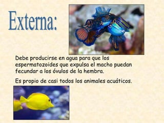 Debe producirse en agua para que los
espermatozoides que expulsa el macho puedan
fecundar a los óvulos de la hembra.
Es propio de casi todos los animales acuáticos.
 