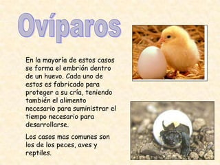 En la mayoría de estos casos
se forma el embrión dentro
de un huevo. Cada uno de
estos es fabricado para
proteger a su cría, teniendo
también el alimento
necesario para suministrar el
tiempo necesario para
desarrollarse.
Los casos mas comunes son
los de los peces, aves y
reptiles.
 
