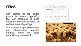 ceras-pptx