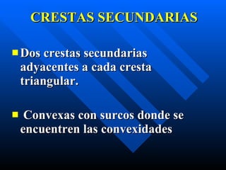 CRESTAS SECUNDARIAS Dos crestas secundarias adyacentes a cada cresta triangular. Convexas con surcos donde se encuentren las convexidades 