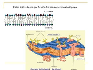 Estos lípidos tienen por función   formar membranas biológicas.  