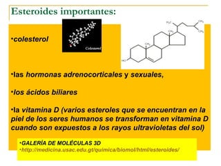 Esteroides importantes: colesterol   las  hormonas adrenocorticales  y  sexuales ,  los ácidos biliares   la  vitamina D (varios esteroles que se encuentran en la piel de los seres humanos se transforman en vitamina D cuando son expuestos a los rayos ultravioletas del sol) GALERÍA DE MOLÉCULAS 3D http:// medicina.usac.edu.gt / quimica / biomol / html /esteroides/ 