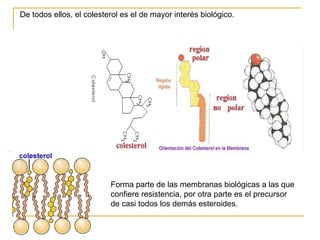 De todos ellos, el colesterol es el de mayor interés biológico.  Forma parte de las membranas biológicas a las que confiere resistencia, por otra parte es el precursor de casi todos los demás esteroides. 