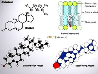 VIDEO  (colesterol) 