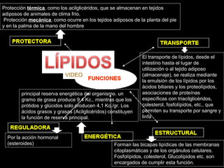 El transporte de lípidos, desde el intestino hasta el lugar de utilización o al tejido adiposo (almacenaje), se realiza mediante la emulsión de los lípidos por los ácidos biliares y los proteolípidos, asociaciones de proteínas específicas con triacilglicéridos, colesterol, fosfolípidos, etc., que permiten su transporte por sangre y linfa Forman las bicapas lipídicas de las membranas citoplasmáticas y de los orgánulos celulares. Fosfolípidos, colesterol, Glucolípidos etc. son encargados de cumplir esta función. principal reserva energética del organismo. un gramo de grasa produce 9,4 Kc., mientras que los prótidos y glúcidos solo producen 4,1 Kc./gr. Los ácidos grasos y grasas (Acilglicéridos) constituyen la función de reserva principal.  Por la acción hormonal (esteroides) Protección  térmica , como los acilglicéridos, que se almacenan en tejidos adiposos de animales de clima frío. Protección  mecánica , como ocurre en los tejidos adiposos de la planta del pie y en la palma de la mano del hombre VIDEO 