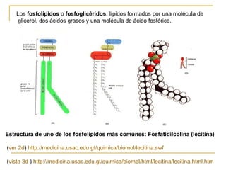 Los  fosfolípidos  o  fosfoglicéridos:  lípidos formados por una molécula de  glicerol, dos ácidos grasos y una molécula de ácido fosfórico.  Estructura de uno de los fosfolípidos más comunes: Fosfatidilcolina (lecitina) ( ver  2d )  http:// medicina.usac.edu.gt/quimica/biomol/lecitina.swf ( vista 3d  )  http://medicina.usac.edu.gt/quimica/biomol/html/lecitina/lecitina.html.htm 