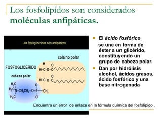 Los fosfolípidos son considerados  moléculas anfipáticas.  El  ácido fosfórico se une en forma de éster a un glicérido, constituyendo un grupo de cabeza polar.  Dan por hidrólisis alcohol, ácidos grasos, ácido fosfórico y una base nitrogenada Encuentra un error  de enlace en la fórmula química del fosfolípido . 