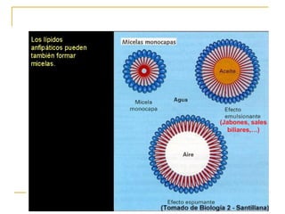 (Jabones, sales biliares,…) 