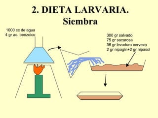 2. DIETA LARVARIA.
                     Siembra
1000 cc de agua
4 gr ac. benzoico          300 gr salvado
                           75 gr sacarosa
                           36 gr levadura cerveza
                           2 gr nipagín+2 gr nipasol
 