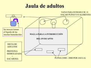 Jaula de adultos
                                                TAPAS PARA INTRODUCIR O
                                                SACAR PUPAS Y/O ALIMENTO




las moscas toman
el líquido de las
mechas humedecidas    MALLA PARA LA INTRODUCCIÓN

                           DEL OVISCAPTO

   DIETA DE
   ADULTOS

   PROTEINA
   HIDROLIZADA
       +
   SACAROSA                                PUPAS (1000 - 2000 POR JAULA)
 