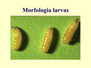 Morfologia larvas

1. Identificación de larvas de ceratitis
   respecto a otras larvas.
2. Identificación del estado larvario:
   L.1, L.2, L.3.
 