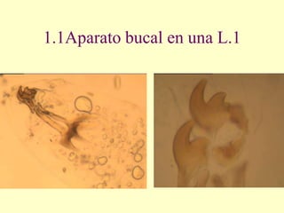1.1Aparato bucal en una L.1
 