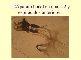 1.2Aparato bucal en una L.2 y
    espiráculos anteriores
 