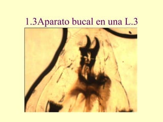 1.3Aparato bucal en una L.3
 