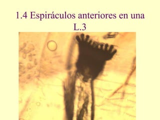 1.4 Espiráculos anteriores en una
              L.3
 