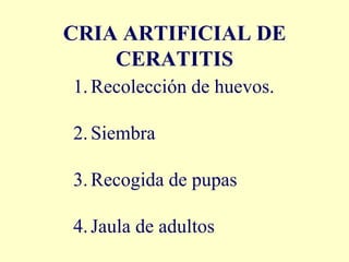 CRIA ARTIFICIAL DE
    CERATITIS
1. Recolección de huevos.

2. Siembra

3. Recogida de pupas

4. Jaula de adultos
 