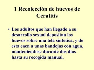 1 Recolección de huevos de
            Ceratitis

• Los adultos que han llegado a su
  desarrollo sexual depositan los
  huevos sobre una tela sintetica, y de
  esta caen a unas bandejas con agua,
  manteniendose durante dos dias
  hasta su recogida manual.
 