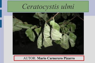 Ceratocystis ulmi

AUTOR: Mario Carnerero Pizarro

 
