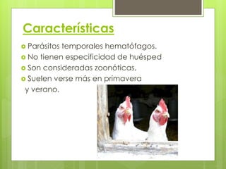Características
 Parásitos temporales hematófagos.
 No tienen especificidad de huésped
 Son consideradas zoonóticas,
 Suelen verse más en primavera
y verano.
 