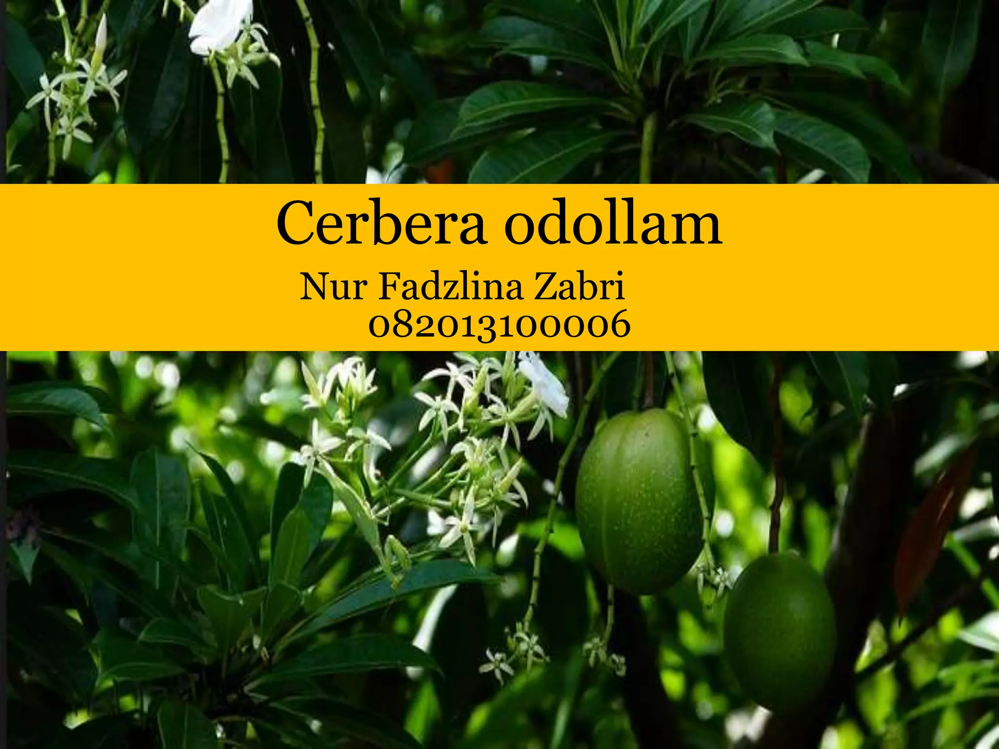 Cerbera odollam PPT