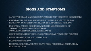 SIGNS AND SYMPTOMS
• SAP OF THE PLANT MAY CAUSE INFLAMMATION IN SENSITIVE INDIVIDUALS
• CHEWING THE BARK OR SEED KERNEL CAUSES A SLIGHT NUMBING
SENSATION AND FEELING OF HEAT IN THE MOUTH AND PURGING
• INGESTION CAUSES BURNING PAIN IN THE MOUTH,DRYNESS OF
THROAT,TINGLING AND NUMBNESS OF
TONGUE,VOMITING,DIARRHOEA,HEADACHE
• GIDDINESS,DILATED PUPILS,LOSS OF MUSCULAR POWER AND FAINTING
• PULSE IS RAPID,WEAK AND IRREGULAR
• BLOOD PRESSURE LOW
• HEART BLOCK,COLLAPSE AND DEATH FROM PERIPHERAL CIRCULATORY
FAILURE OCCURS
 