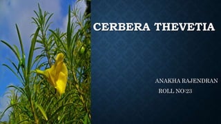 CERBERA THEVETIA
ANAKHA RAJENDRAN
ROLL NO:23
 