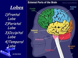 Lobes
1)Frontal
  Lobe
2)Parietal
  Lobe
3)Occipital
  Lobe
4)Temporal
  Lobe

    12/28/2012   17
 