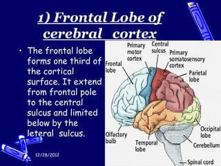 1) Frontal Lobe of
     cerebral cortex
• The frontal lobe
  forms one third of
  the cortical
  surface. It extend
  from frontal pole
  to the central
  sulcus and limited
  below by the
  leteral sulcus.

   12/28/2012            18
 