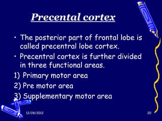 Precental cortex
• The posterior part of frontal lobe is
  called precentral lobe cortex.
• Precentral cortex is further divided
  in three functional areas.
1) Primary motor area
2) Pre motor area
3) Supplementary motor area

   12/28/2012                             20
 