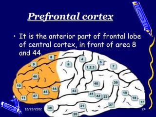 Prefrontal cortex
• It is the anterior part of frontal lobe
  of central cortex, in front of area 8
  and 44.




   12/28/2012                               24
 