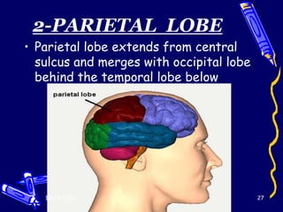 2-PARIETAL LOBE
• Parietal lobe extends from central
  sulcus and merges with occipital lobe
  behind the temporal lobe below




   12/28/2012                             27
 