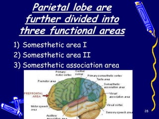 Parietal lobe are
  further divided into
 three functional areas
1) Somesthetic area I
2) Somesthetic area II
3) Somesthetic association area




   12/28/2012                     28
 