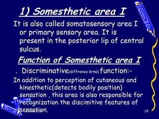 1) Somesthetic area I
It is also called somatosensory area I
  or primary sensory area. It is
  present in the posterior lip of central
  sulcus.
 Function of Somesthetic area I
. Discriminative(diffrence krna) function:-
In addition to perception of cutaneous and
  kinesthetic(detects bodily position)
  sensation , this area is also responsible for
  recognization the discimitive features of
  sensation.
    12/28/2012                                  29
 