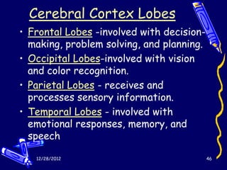 Cerebral Cortex Lobes
• Frontal Lobes -involved with decision-
  making, problem solving, and planning.
• Occipital Lobes-involved with vision
  and color recognition.
• Parietal Lobes - receives and
  processes sensory information.
• Temporal Lobes - involved with
  emotional responses, memory, and
  speech

   12/28/2012                              46
 