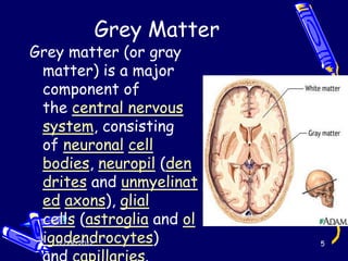 Grey Matter
Grey matter (or gray
 matter) is a major
 component of
 the central nervous
 system, consisting
 of neuronal cell
 bodies, neuropil (den
 drites and unmyelinat
 ed axons), glial
 cells (astroglia and ol
 igodendrocytes)
   12/28/2012              5
 