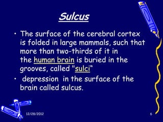 Sulcus
• The surface of the cerebral cortex
  is folded in large mammals, such that
  more than two-thirds of it in
  the human brain is buried in the
  grooves, called "sulci“
• depression in the surface of the
  brain called sulcus.


   12/28/2012                             6
 