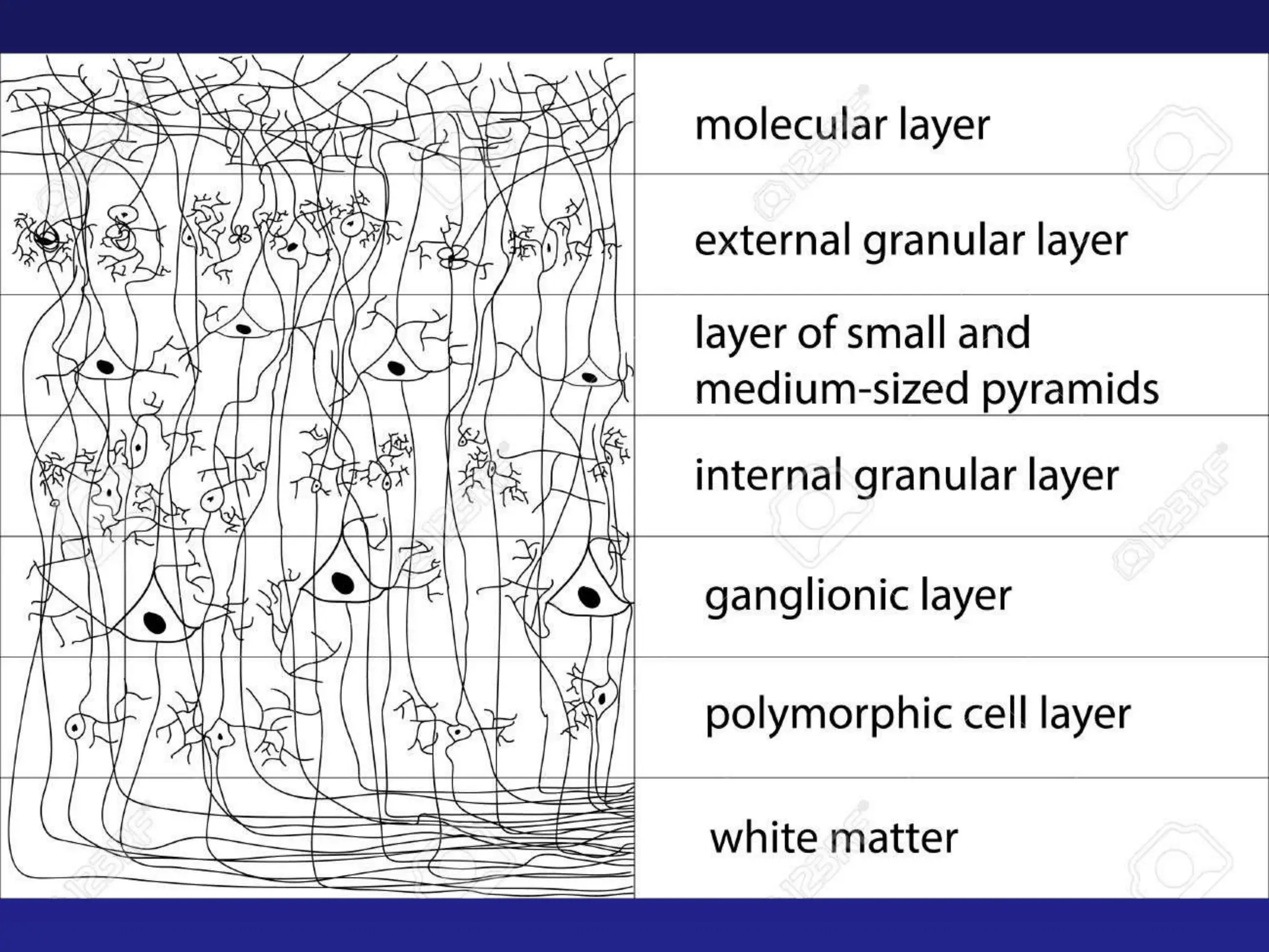 physiology of cerebral cortex, cerbral cortex.ppt