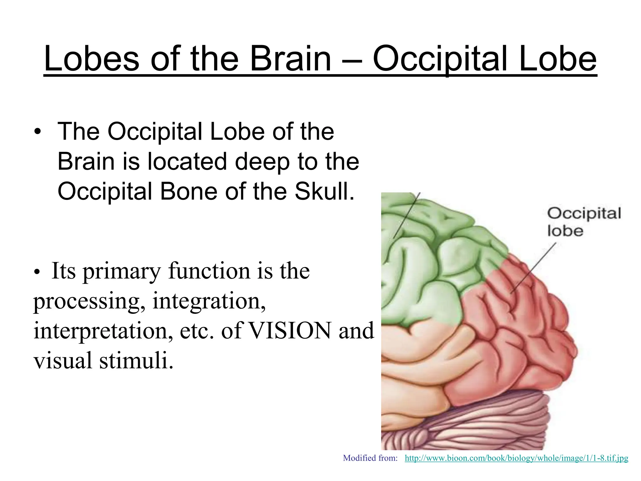 physiology of cerebral cortex, cerbral cortex.ppt