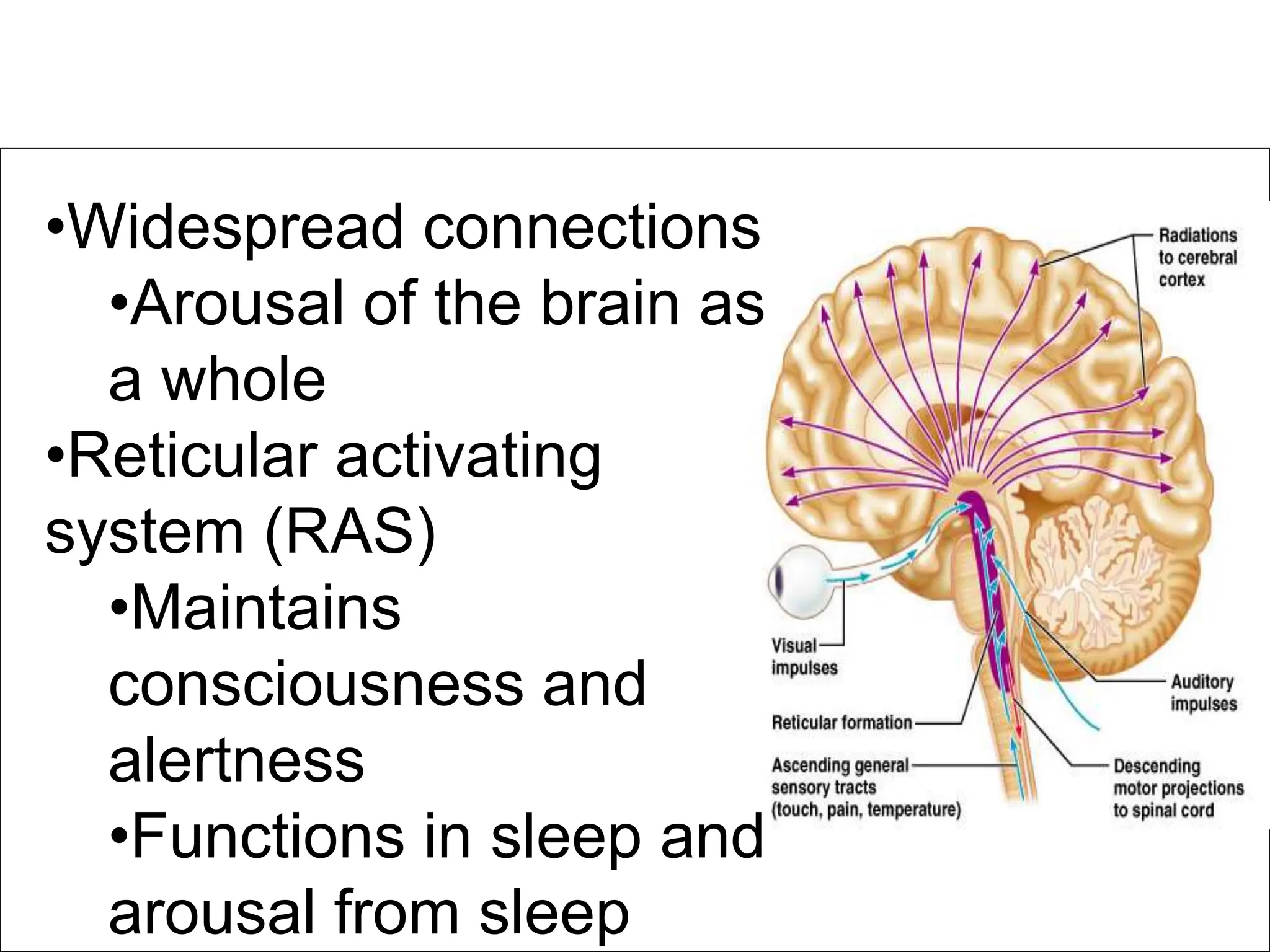 physiology of cerebral cortex, cerbral cortex.ppt